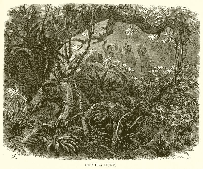 Gorilla metsästys tekijältä English School