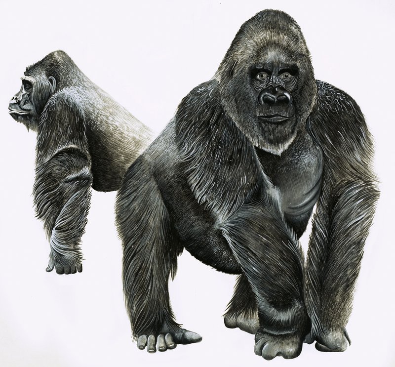 Gorillat tekijältä English School
