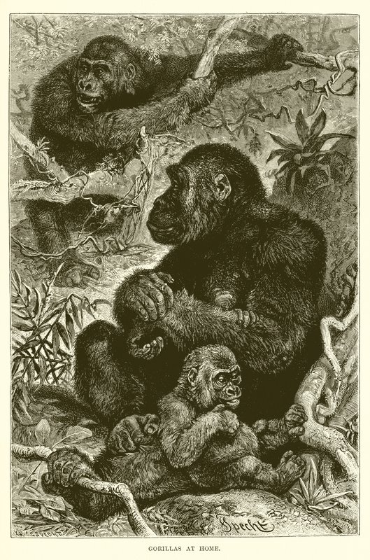 Gorillat kotona tekijältä English School