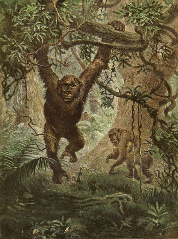 Gorillat kotona tekijältä English School