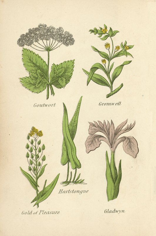 Goutwort, Gromwell, Hartstongue, Gold of Pleasure, Gladwyn tekijältä English School