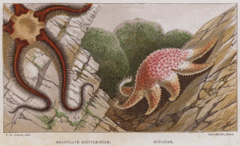Rakeinen Brittle-Star, Sun-Star (väri litho) tekijältä English School
