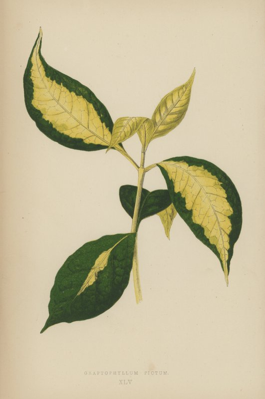 Graptophyllum Pictum tekijältä English School