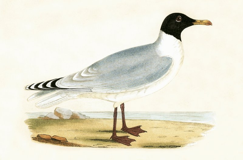 Iso mustapäinen lokki, kuvitus Charles Robert Breen (1811-86) teoksesta "A History of the Birds of the Birds of the British Islands" (1811-86), julkaistu 1867 tekijältä English School