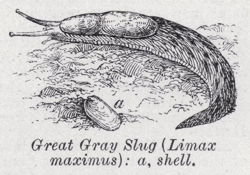 Suuri harmaa etana, Limax maximus (litho) tekijältä English School