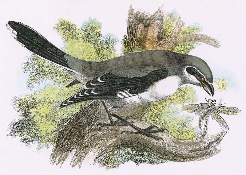 Suuri harmaa Shrike tekijältä English School