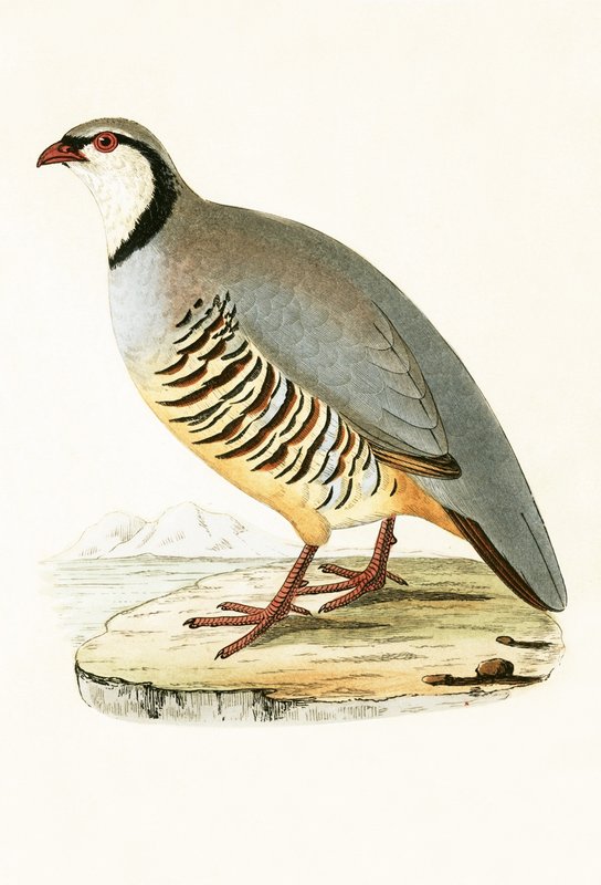 Kreikkalainen Partridge, kuvitus Charles Robert Breen (1811-86) teoksesta "A History of the Birds of the Birds of the British Islands", julkaistu 1867 tekijältä English School