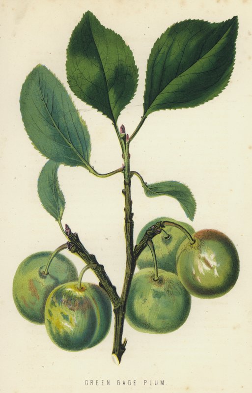 Green Gage Plum tekijältä English School