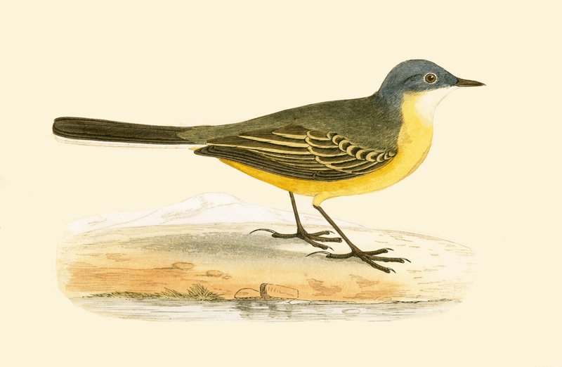 Harmaapäätikka, kuva Charles Robert Breen (1811-86) teoksesta "A History of the Birds of Europe Not Observed in the British Isles", julkaistu 1867. tekijältä English School