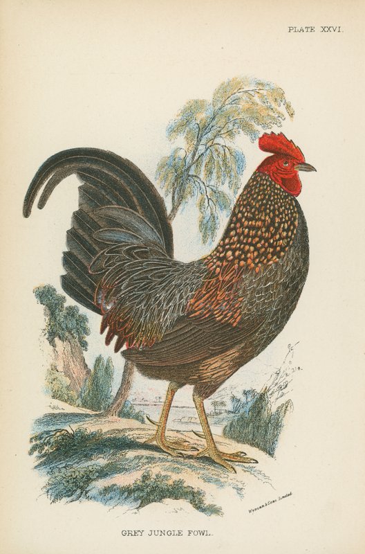 Harmaa Jungle Fowl tekijältä English School