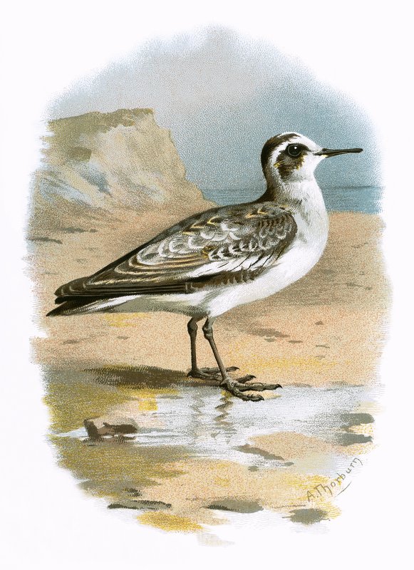 Harmaa phalarope tekijältä English School