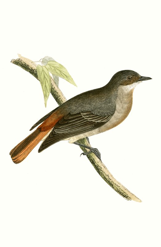 Grey Redstart, kuvitus Charles Robert Breen (1811-86) julkaisusta "A History of the Birds of the Birds of the British Islands", julkaistu 1867 tekijältä English School