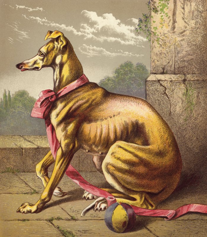 Greyhound (värilitro) tekijältä English School