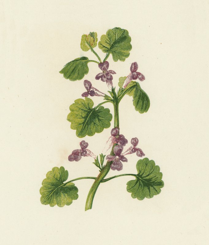 Ground Ivy, Glechoma Hederacea (väri litografia) tekijältä English School