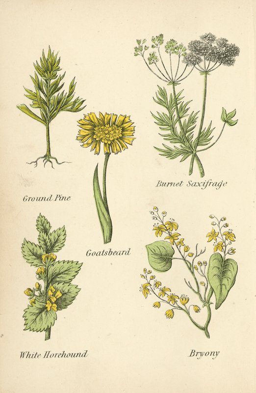 Jauhemänty, Burnet Saxifrage, Vuohenparta, Valkoinen metsäkoira, Bryony tekijältä English School
