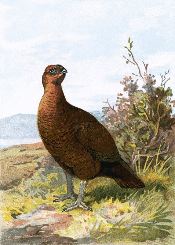 Grouse tekijältä English School