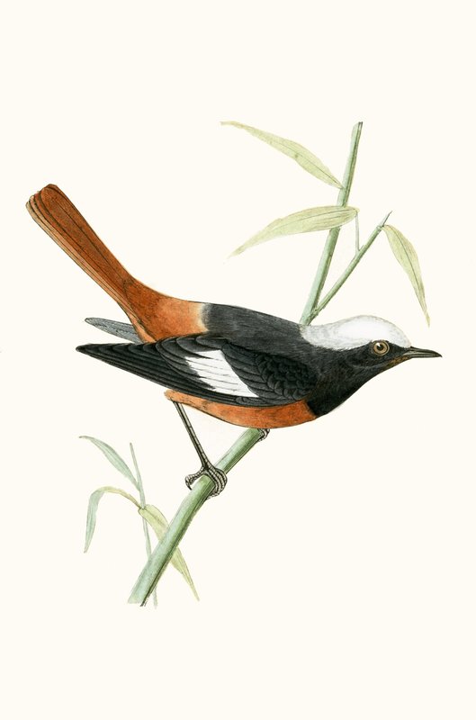 Guldenstadtin Redstart, kuvitus Charles Robert Breen (1811-86) teoksesta "Euroopan lintujen historia, joita ei havaittu Brittein saarilla", julkaistu 1867 tekijältä English School