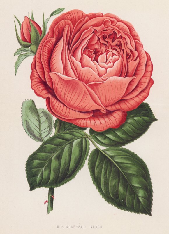 H P Rose, Paul Neron (väri litho) tekijältä English School
