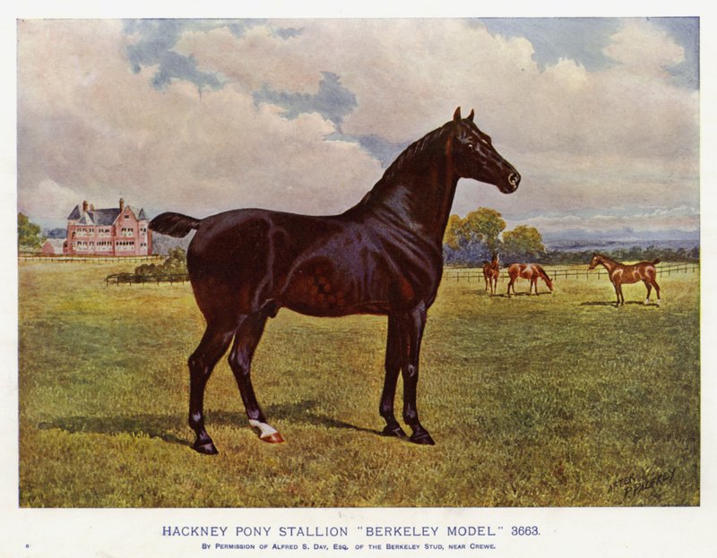 Hackney Pony Stallion "Berkeley Model" 3663 (väri litho) tekijältä English School
