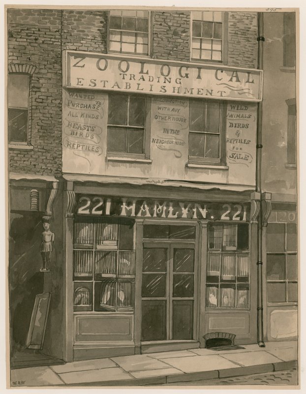 Hamlyns Zoological Trading, 221 St Georges Street, London Docks (wc paperilla) tekijältä English School
