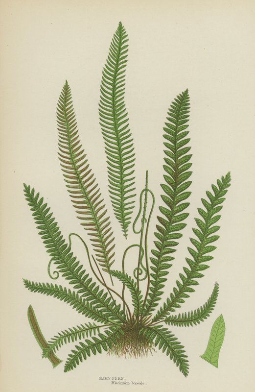 Hard Fern (väri litho) tekijältä English School