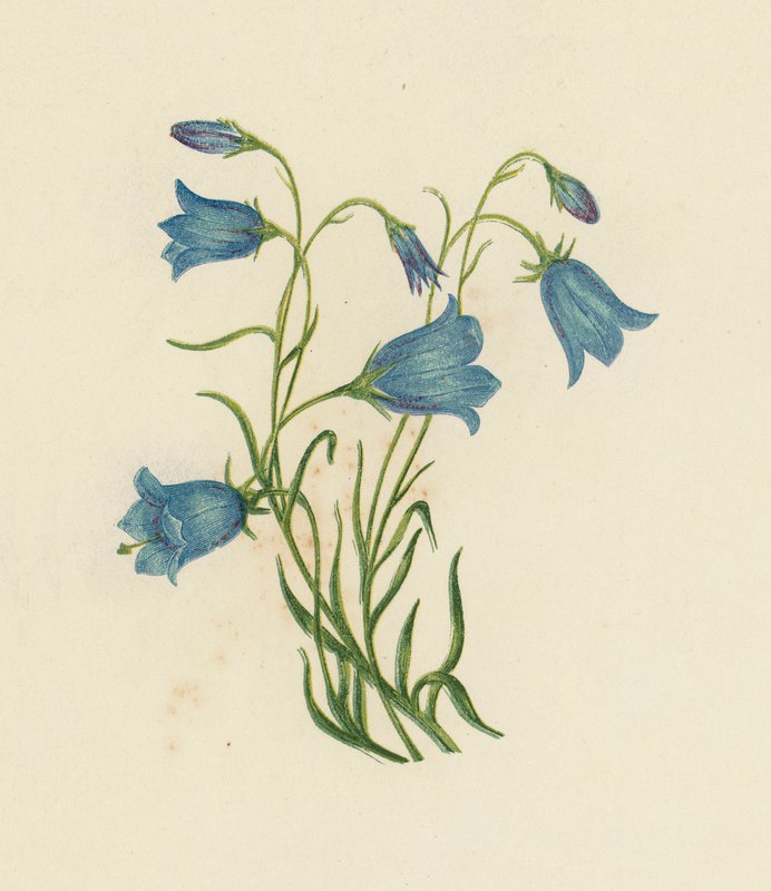 Harebell, Campanula Rotundifolia (värijäsenet) tekijältä English School