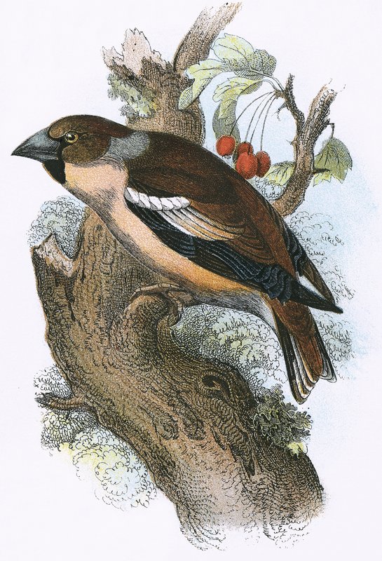 Hawfinch tekijältä English School