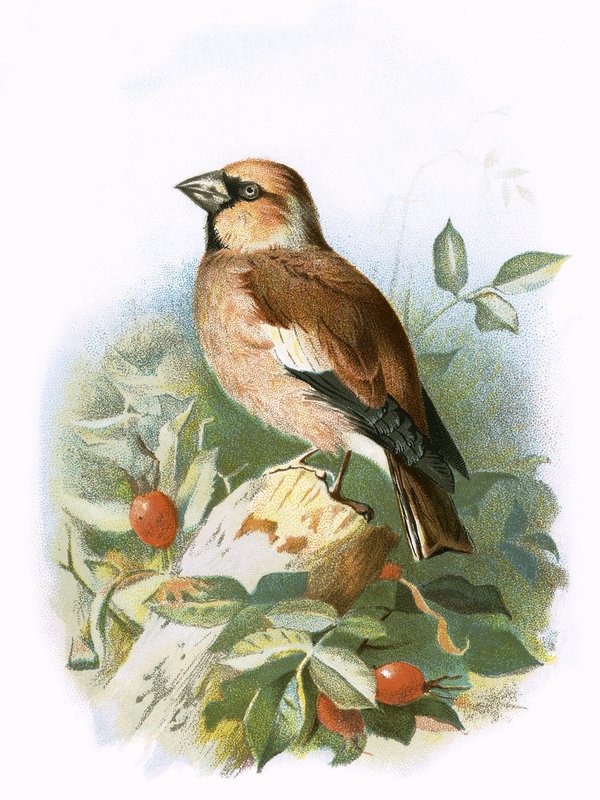 Hawfinch tekijältä English School