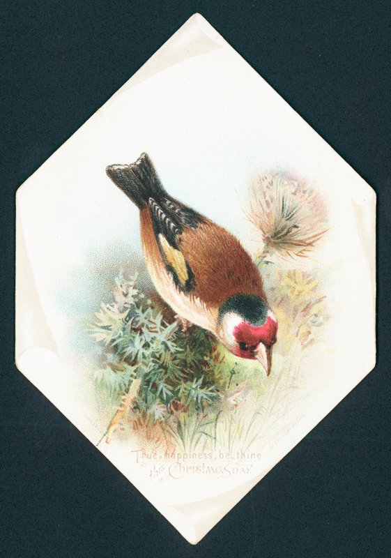 Hawfinch, joulukortti tekijältä English School