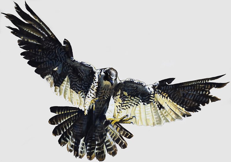 Hawk tekijältä English School