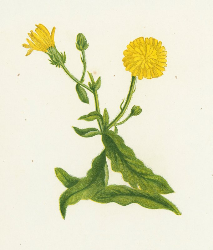 Hawkweed Picris, Picris Hieracioides tekijältä English School