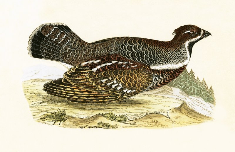 Hazel Grouse, kuvitus Charles Robert Breen (1811-86) teoksesta "A History of the Birds of the Birds of the British Islands", julkaistu 1867 tekijältä English School