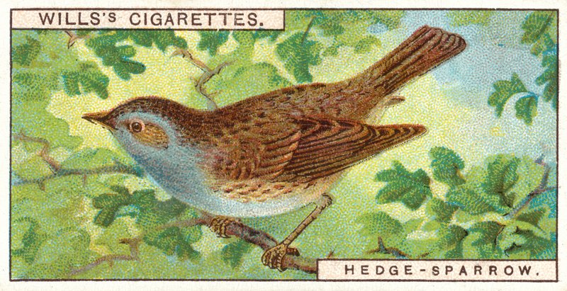 Hedge-Sparrow tekijältä English School