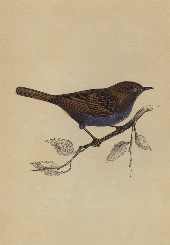 Hedge Sparrow (väri litho) tekijältä English School