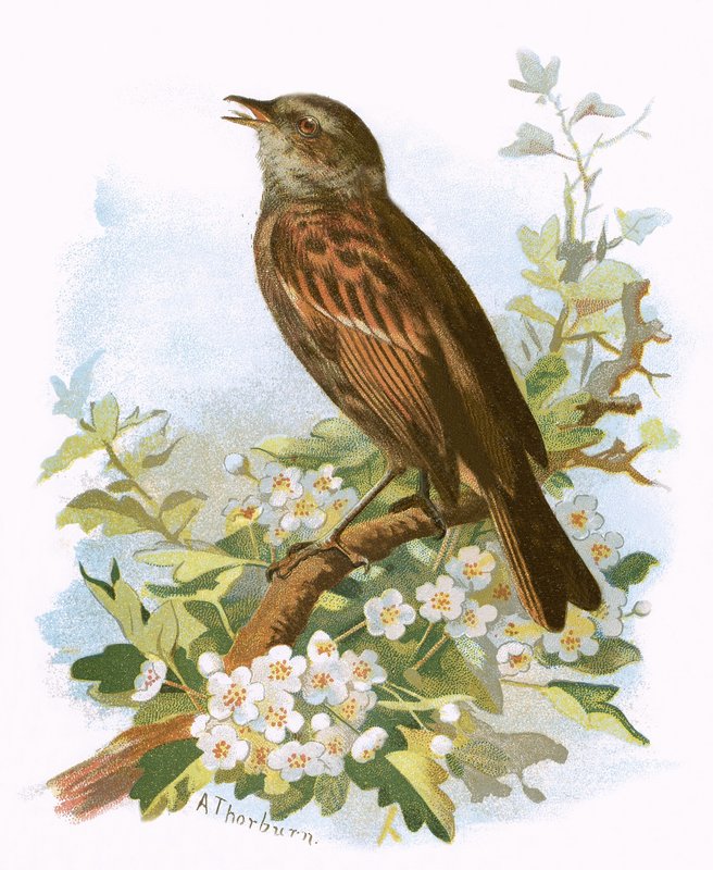 Hedge Sparrow tekijältä English School