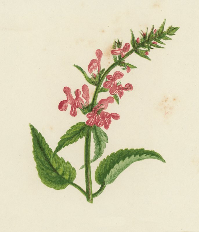 Pensasruoho, Stachys Sylvatica (väri lit.) tekijältä English School