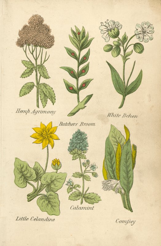 Hamppu Agrimony, Butchers Broom, White Behen, Little Celandine, Calamint, Comfrey (väri litografia). tekijältä English School