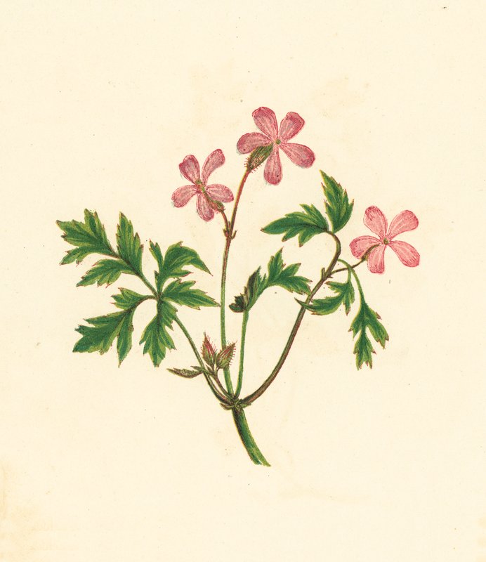 Herb Robert, tai Poor Robin, Geranium Robertianum (värilitosiini) tekijältä English School