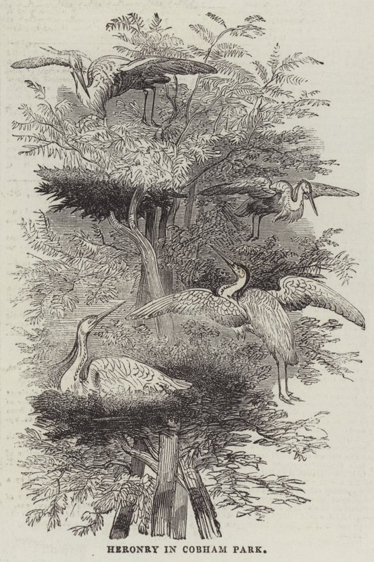 Heronry Cobham Parkissa (kaiverrus) tekijältä English School