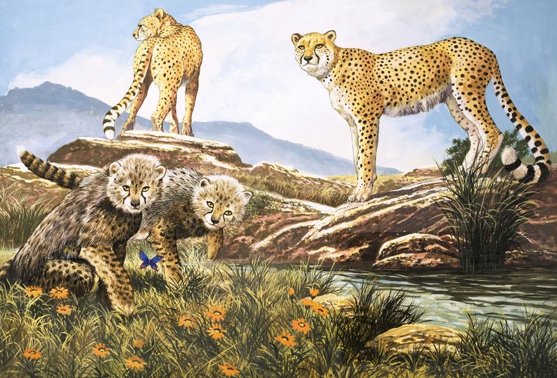High-Speed Hunter, The Cheetah, kuvitus teoksesta Nature