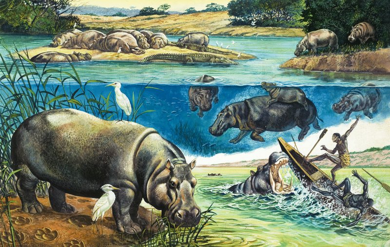 Hippopotami tekijältä English School