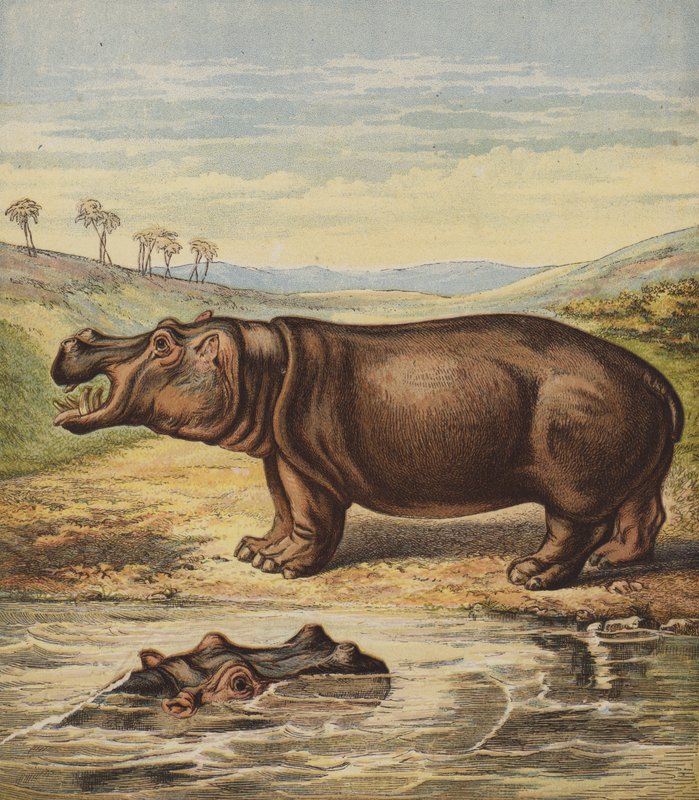 Hippopotamus (värilitografia) tekijältä English School