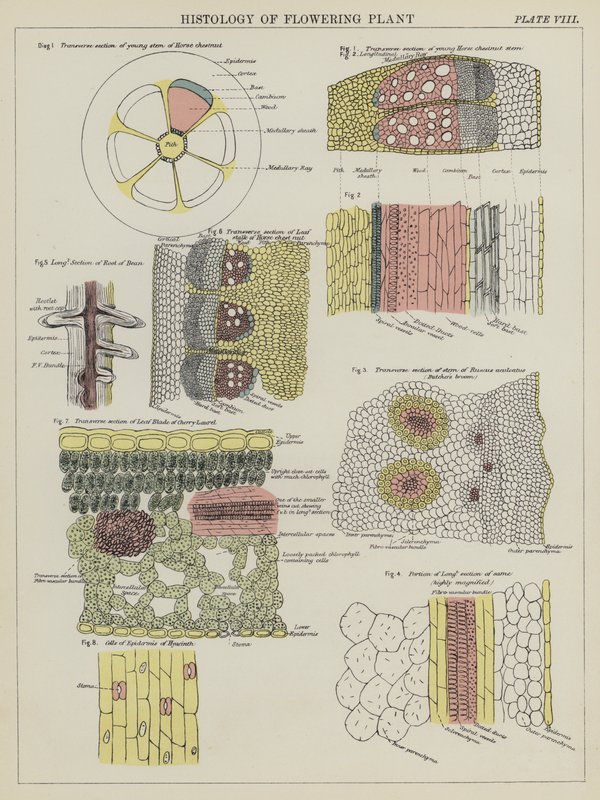 Kukkivan kasvin histologia (väri litho) tekijältä English School