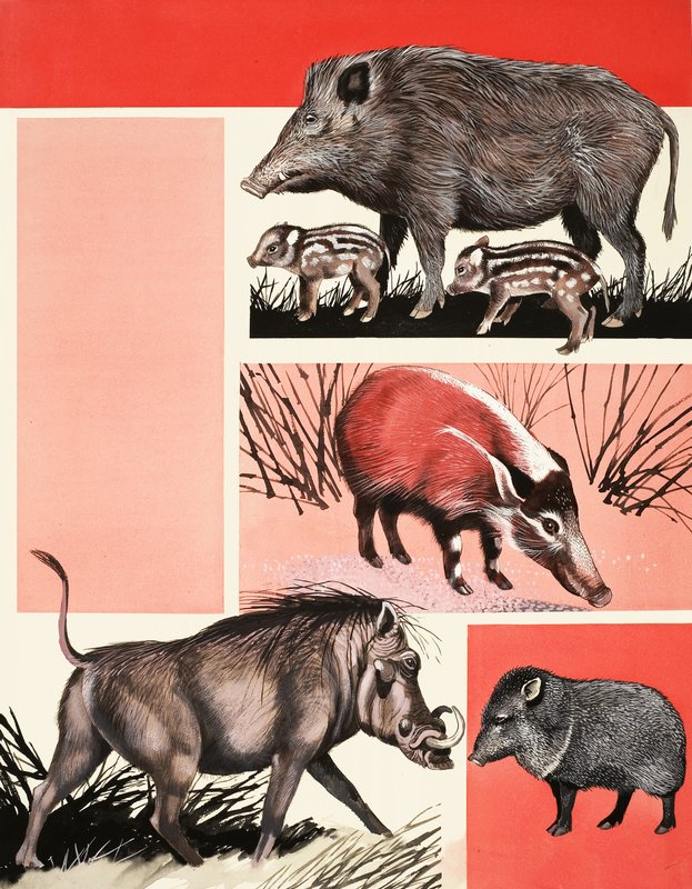 Hogs and Boars -montaasi tekijältä English School