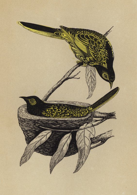 Honey-eater (väri litho) tekijältä English School