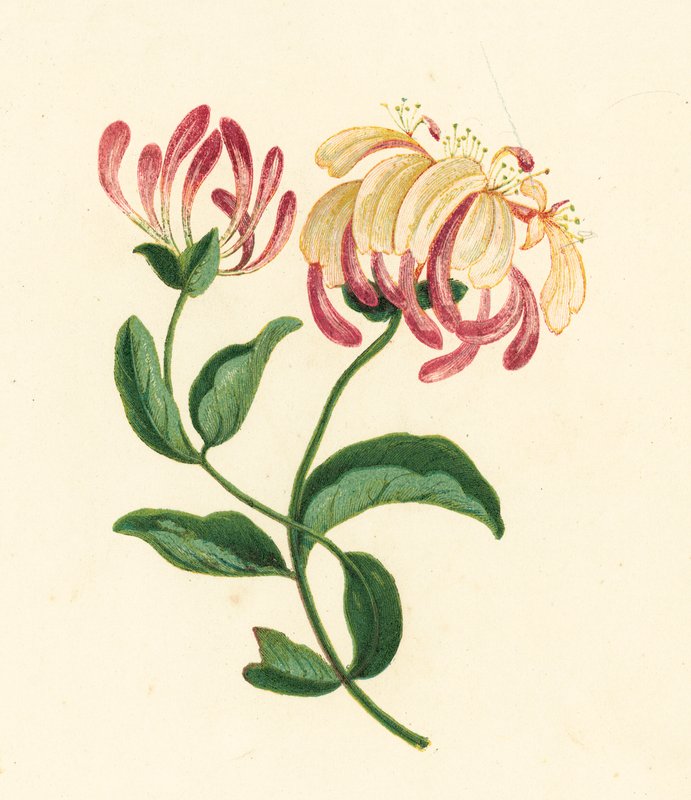 Kuusama, Lonicera Periclymenum (värilitho) tekijältä English School