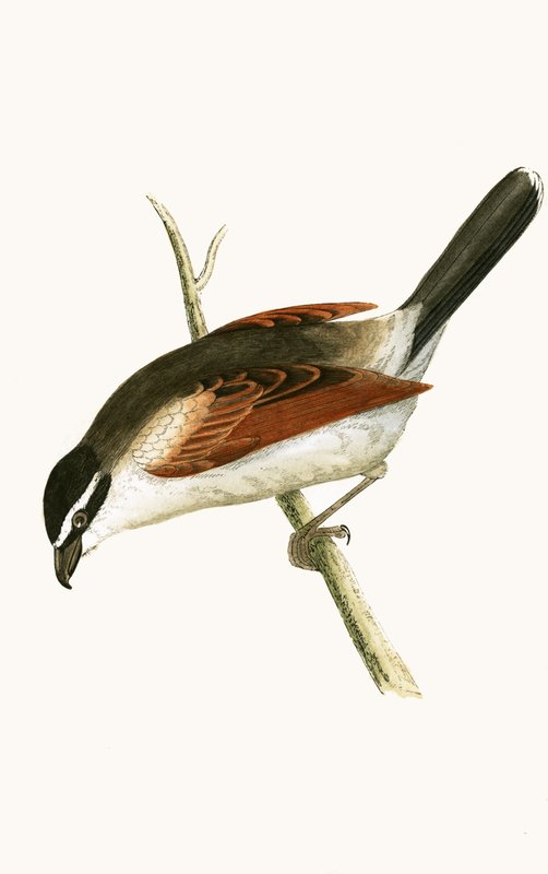 Hooded Shrike, kuvitus Charles Robert Breen (1811-86) teoksesta "A History of the Birds of the Birds of the British Islands", julkaistu 1867 tekijältä English School