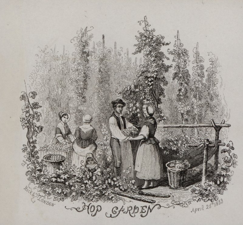 Humalapuutarha (kaiverrus) tekijältä English School