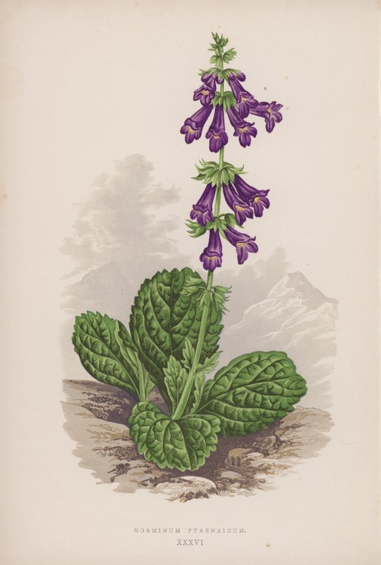 Pyrenaicum Horminum (väri litho) tekijältä English School