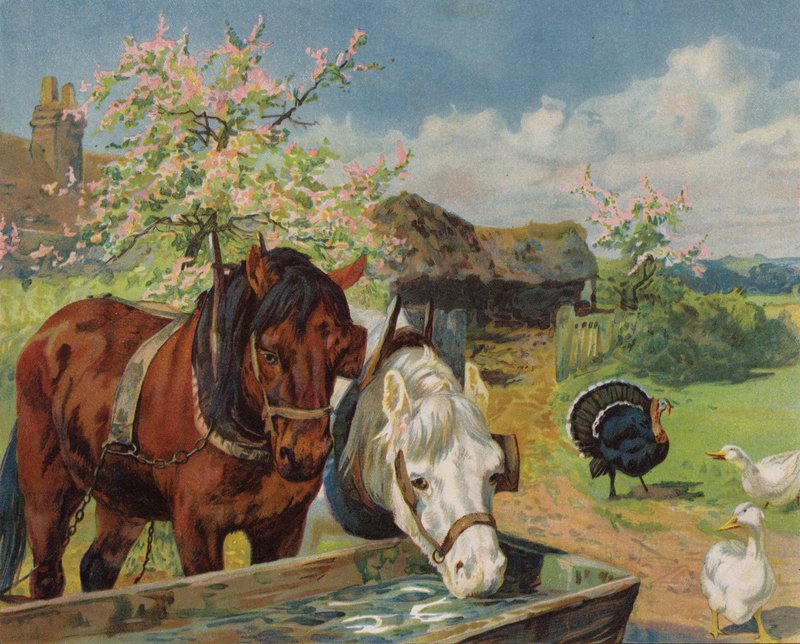 Hevoset juomassa vesikaukalosta (väri litho) tekijältä English School